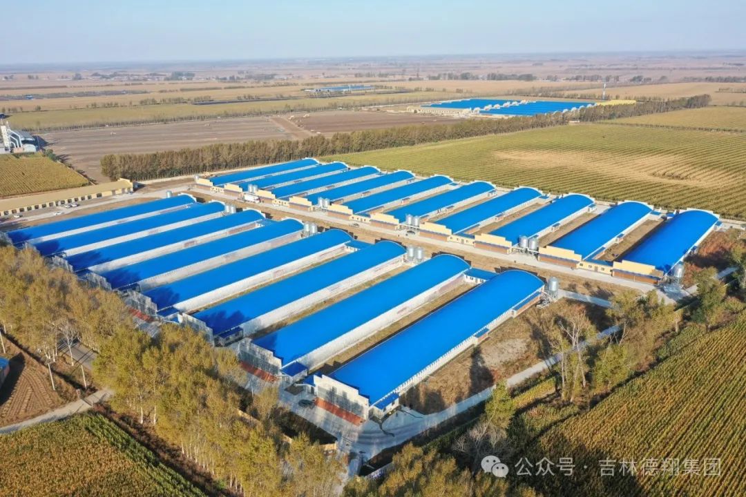 熱烈慶祝德翔第六肉雞自養場進雛投產！