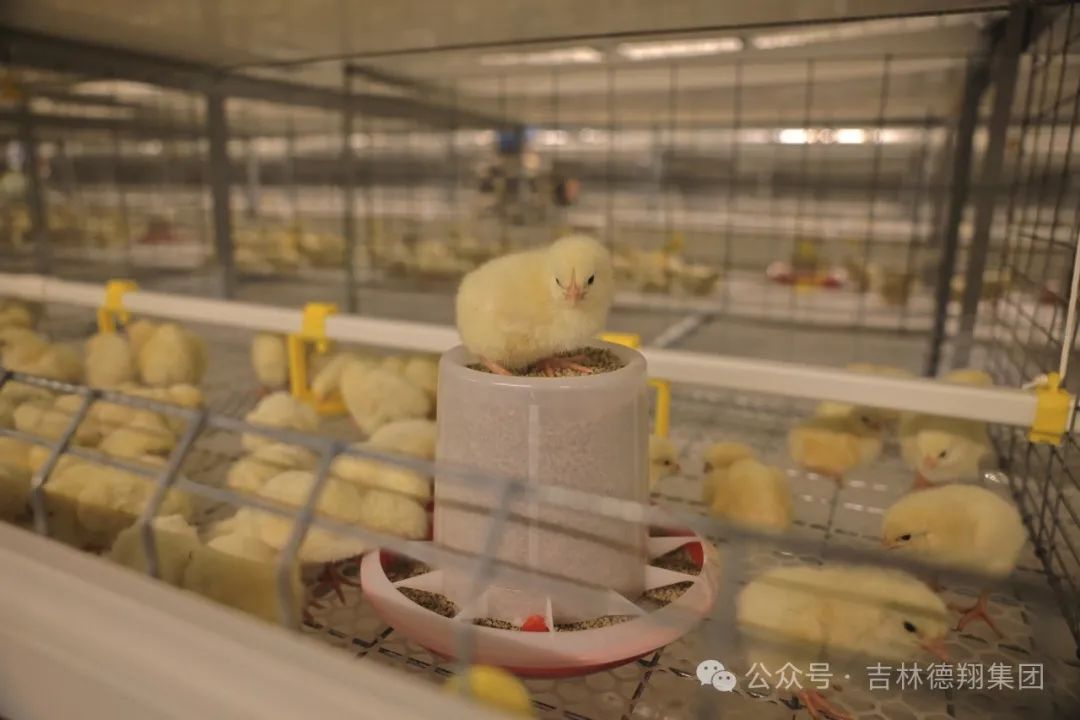 肉雞三產融合示范園陸續投產 助力德惠肉雞產業再上新臺階